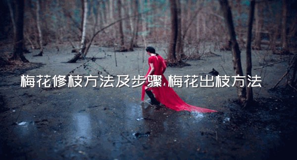 梅花修枝方法及步骤,梅花出枝方法