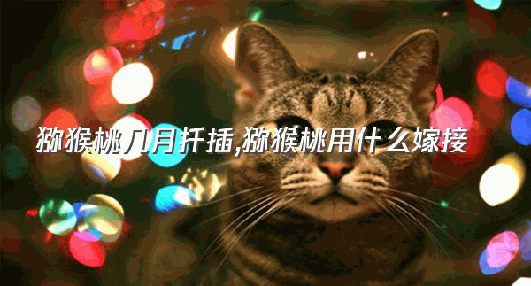 猕猴桃几月扦插,猕猴桃用什么嫁接