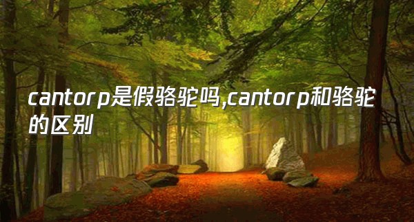 cantorp是假骆驼吗,cantorp和骆驼的区别