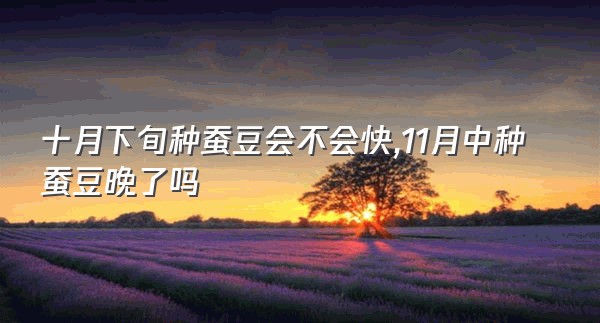 十月下旬种蚕豆会不会快,11月中种蚕豆晚了吗