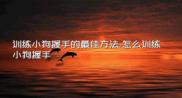 训练小狗握手的最佳方法,怎么训练小狗握手
