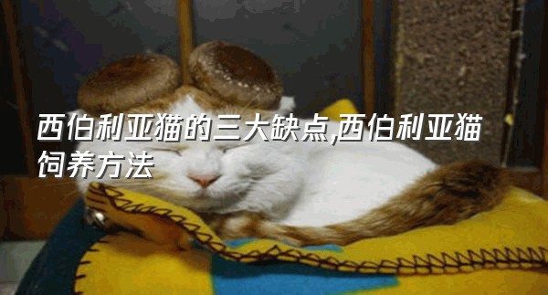 西伯利亚猫的三大缺点,西伯利亚猫饲养方法