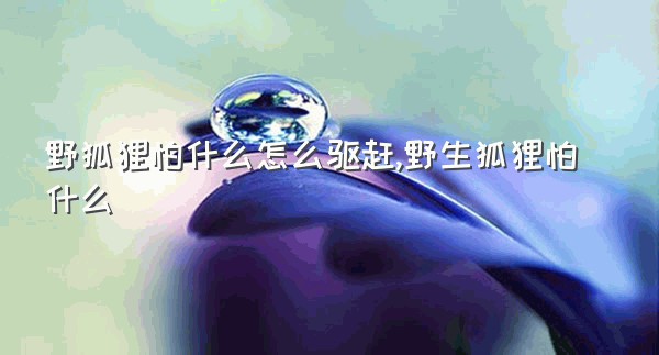 野狐狸怕什么怎么驱赶,野生狐狸怕什么