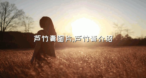 芦竹青图片,芦竹青介绍