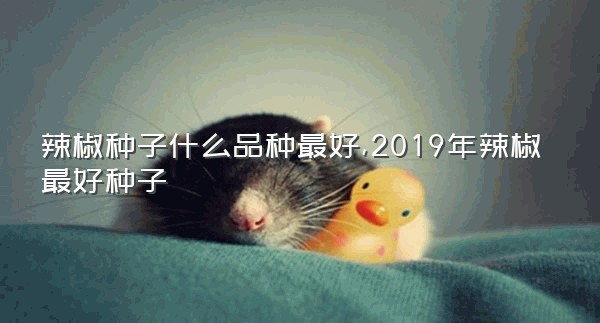 辣椒种子什么品种最好,2019年辣椒最好种子