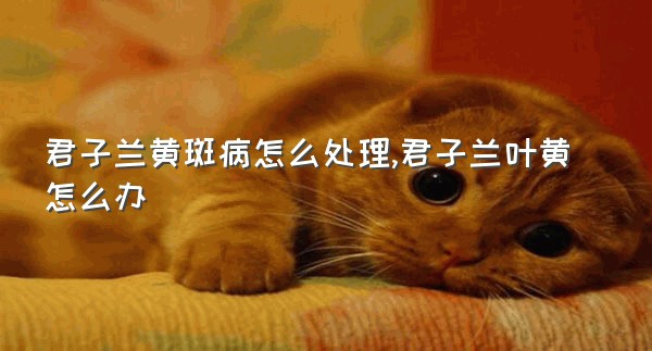 君子兰黄斑病怎么处理,君子兰叶黄怎么办