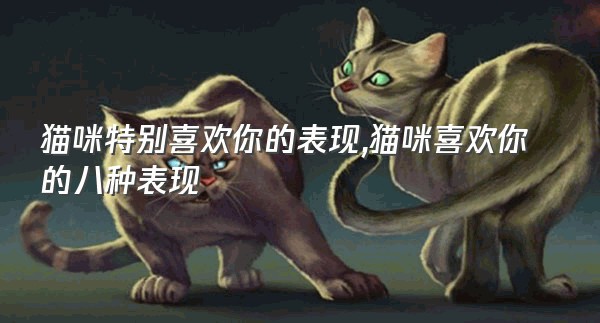 猫咪特别喜欢你的表现,猫咪喜欢你的八种表现