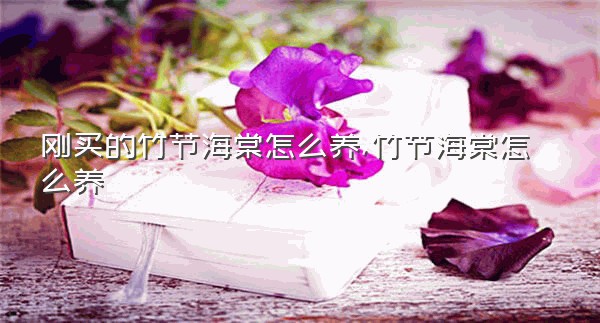 刚买的竹节海棠怎么养,竹节海棠怎么养