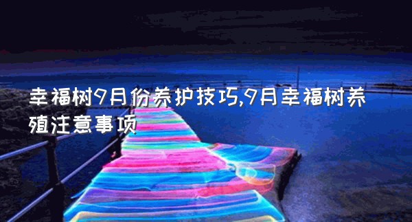 幸福树9月份养护技巧,9月幸福树养殖注意事项