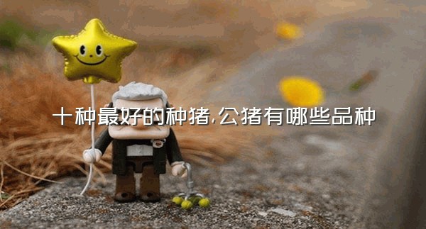十种最好的种猪,公猪有哪些品种