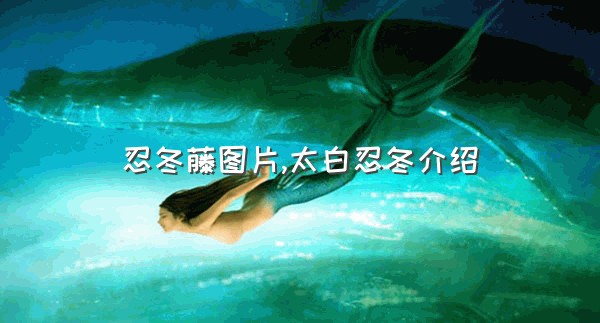 忍冬藤图片,太白忍冬介绍