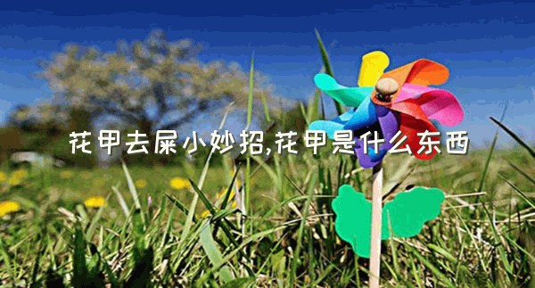 花甲去屎小妙招,花甲是什么东西