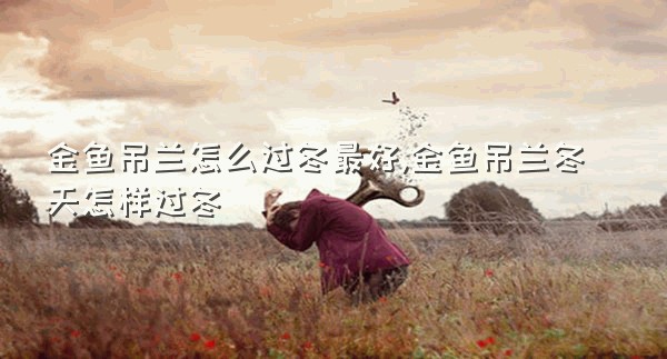 金鱼吊兰怎么过冬最好,金鱼吊兰冬天怎样过冬
