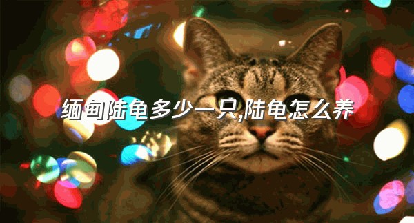 缅甸陆龟多少一只,陆龟怎么养