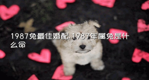 1987兔最佳婚配,1987年属兔是什么命