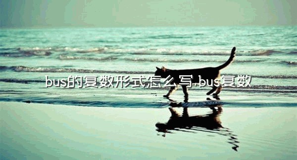 bus的复数形式怎么写,bus复数