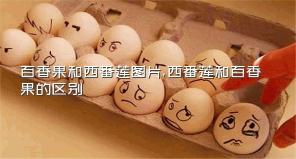百香果和西番莲图片,西番莲和百香果的区别