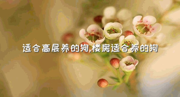 适合高层养的狗,楼房适合养的狗