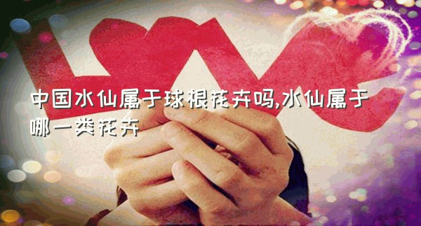 中国水仙属于球根花卉吗,水仙属于哪一类花卉