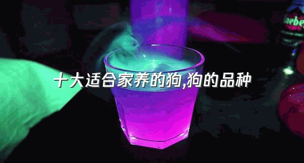 十大适合家养的狗,狗的品种