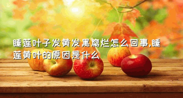 睡莲叶子发黄发黑腐烂怎么回事,睡莲黄叶的原因是什么