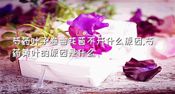 芍药叶子卷曲花苞不开什么原因,芍药黄叶的原因是什么