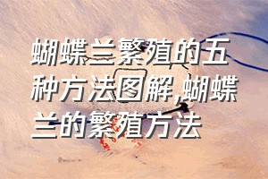 蝴蝶兰繁殖的五种方法图解（蝴蝶兰的繁殖方法）