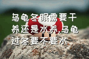 乌龟冬眠需要干养还是水养（乌龟过冬要不要水）