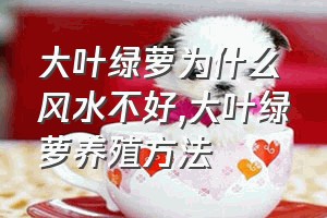 大叶绿萝为什么风水不好（大叶绿萝养殖方法）