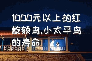 1000元以上的红靛颏鸟（小太平鸟的寿命）