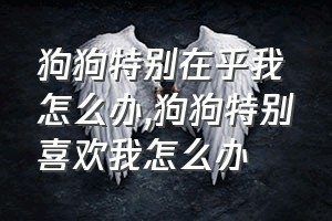 狗狗特别在乎我怎么办（狗狗特别喜欢我怎么办）