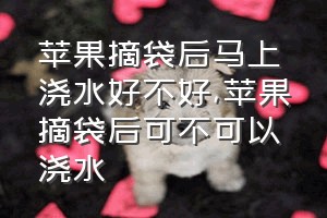 苹果摘袋后马上浇水好不好（苹果摘袋后可不可以浇水）