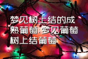 梦见树上结的成熟葡萄（梦见葡萄树上结葡萄）