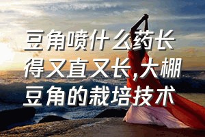 豆角喷什么药长得又直又长（大棚豆角的栽培技术）