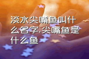 淡水尖嘴鱼叫什么名字（尖嘴鱼是什么鱼）