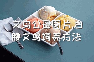 文鸟公母图片（白腰文鸟饲养方法）