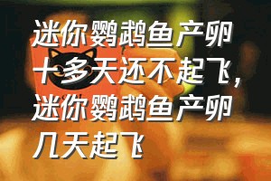 迷你鹦鹉鱼产卵十多天还不起飞（迷你鹦鹉鱼产卵几天起飞）