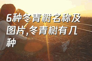 6种冬青树名称及图片（冬青树有几种）