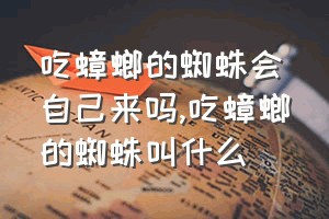 吃蟑螂的蜘蛛会自己来吗（吃蟑螂的蜘蛛叫什么）