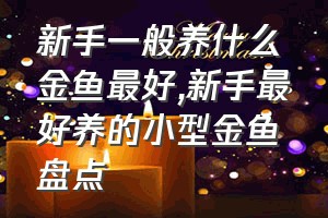 新手一般养什么金鱼最好（新手最好养的小型金鱼盘点）