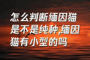 怎么判断缅因猫是不是纯种（缅因猫有小型的吗）