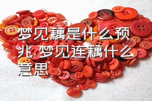 梦见藕是什么预兆（梦见连藕什么意思）