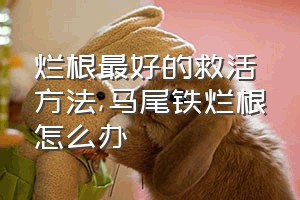 烂根最好的救活方法（马尾铁烂根怎么办）