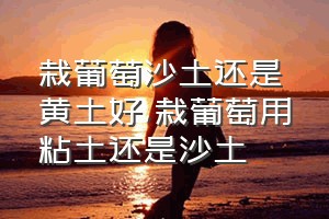 栽葡萄沙土还是黄土好（栽葡萄用粘土还是沙土）