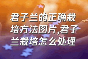 君子兰的正确栽培方法图片（君子兰栽培怎么处理）