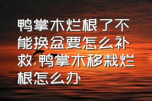 鸭掌木烂根了不能换盆要怎么补救（鸭掌木移栽烂根怎么办）