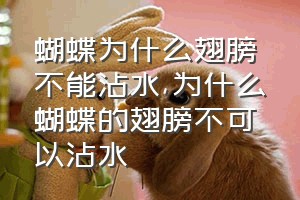 蝴蝶为什么翅膀不能沾水（为什么蝴蝶的翅膀不可以沾水）