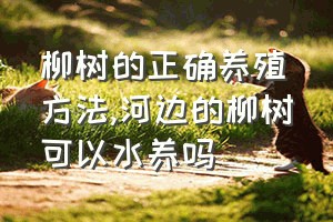 柳树的正确养殖方法（河边的柳树可以水养吗）