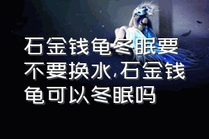 石金钱龟冬眠要不要换水（石金钱龟可以冬眠吗）