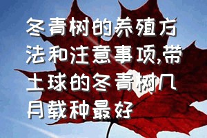 冬青树的养殖方法和注意事项（带土球的冬青树几月载种最好）